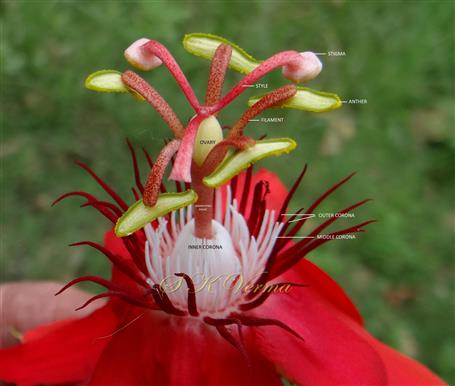  Flower-Upper part
